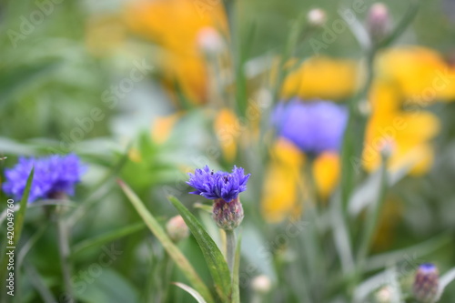 Kornblume photo