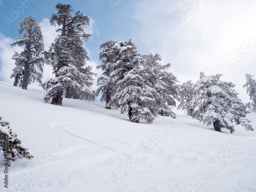 Fir trees covered with snow in a ski resort