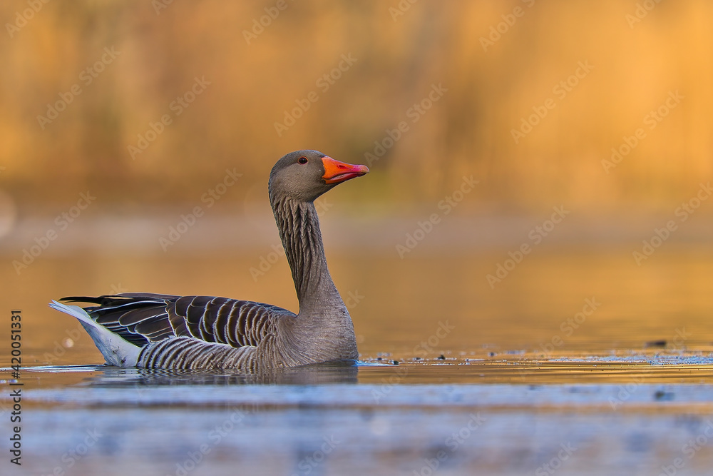 Eine Grauganz schwimmt auf einen See bei aufgehender Sonne Eine Grauganz schwimmt auf einen See bei aufgehender Sonne