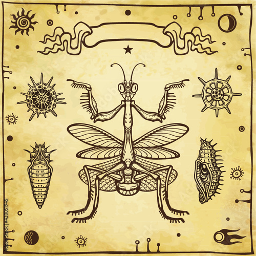 Graphic decorative image of the Mantis, larvae, radiolarias. Esoteric, Mysticism, Sorcery. Background - imitation of old paper. Vector illustration. photo