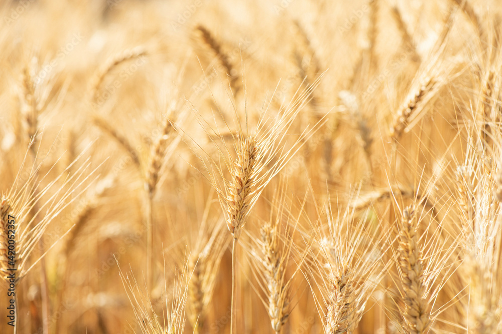Wheat field. Ears of golden wheat close up Wheat field. Ears of golden wheat close up