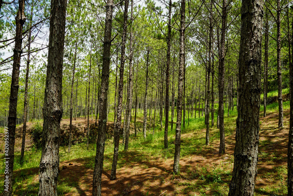 Pine tree forest on a hillside in Dalat, Vietnam