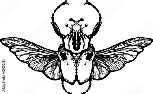 Winged bug. The black linear drawing isolated on a white background. Vector illustration.