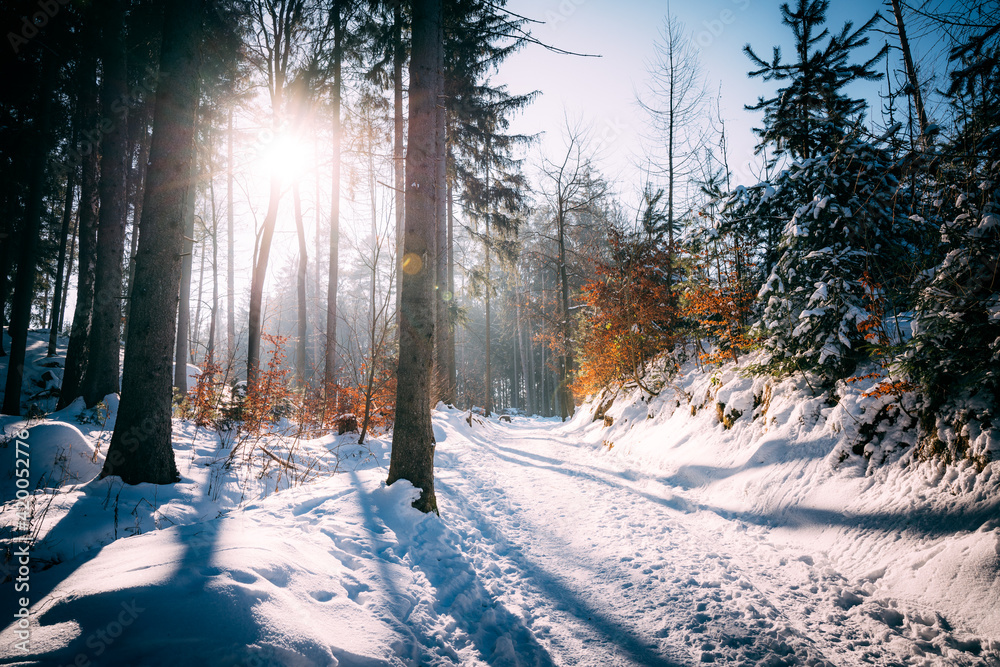 sunrays in forest at winter time. Prachov rocks, Czechia sunrays in forest at winter time. Prachov rocks, Czechia