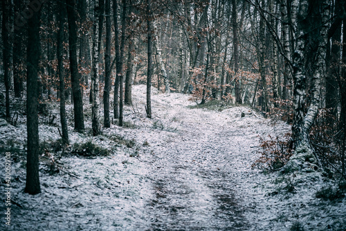 winter snow path in the forest