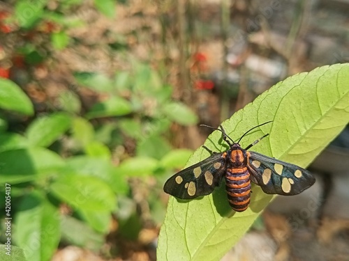 butterfly on a flower