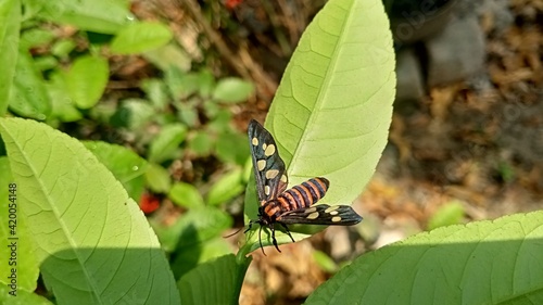 butterfly on leaf
