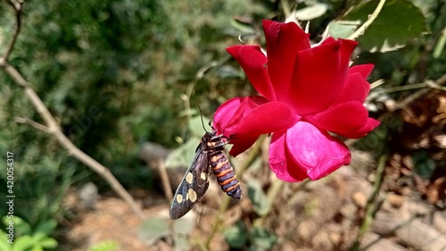 bee on flower