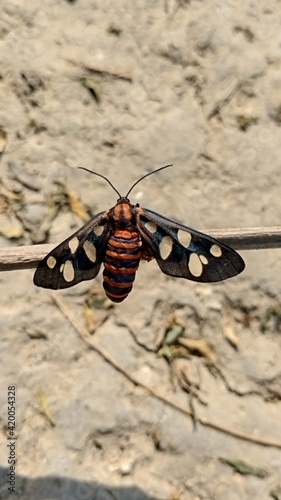 Butterfly on the ground