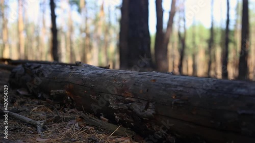 Wallpaper Mural Young man while hiking in the mountains or forest. Narrow focus. Torontodigital.ca