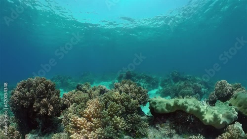 Wallpaper Mural Reef Marine Underwater Scene. Tropical underwater sea fish. Philippines. Torontodigital.ca