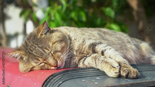 Closeup view 4k video footage of cute adult stray cat sleeping calmly on roof of old red car outdoor on sunny warm day