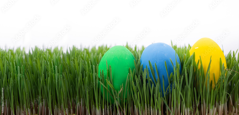 Easter Egg Hunt. Easter holiday. Looking for Easter eggs in the grass. three painted Easter eggs lie in the spring grass. Spring holiday background.