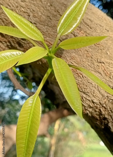 Mango bloom