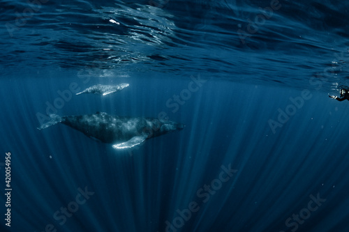 Humpback Whale © divedog