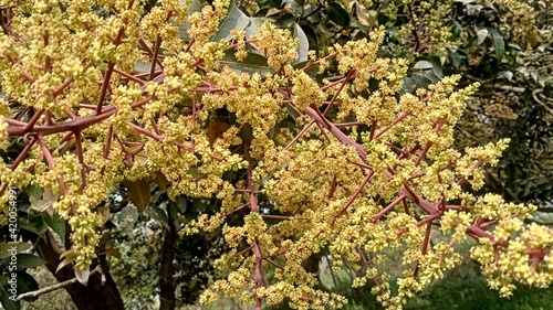 Mango flower