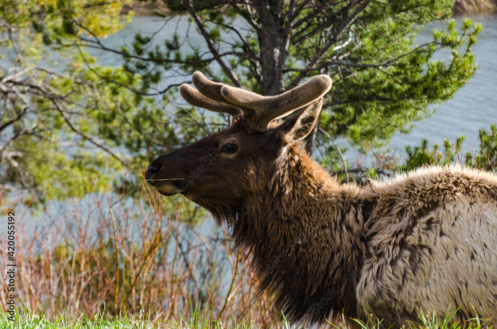 Bull Moose, a young animal eating green grass during a rain on the roadside, US Bull Moose, a young animal eating green grass during a rain on the roadside, US