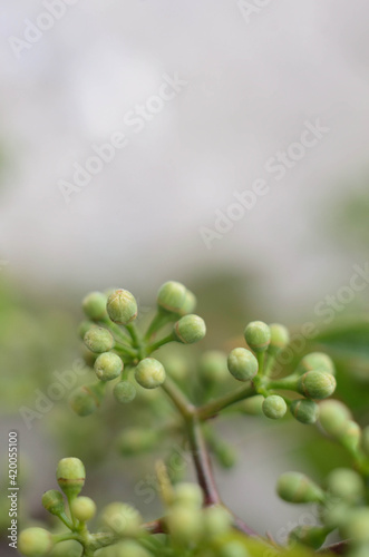 Close up of a green plant