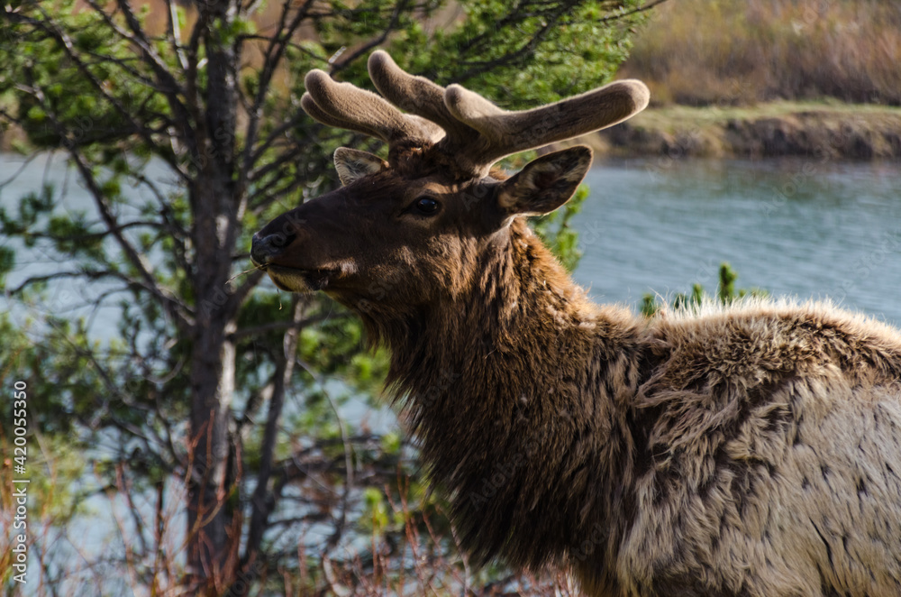 Bull Moose, a young animal eating green grass during a rain on the roadside, US