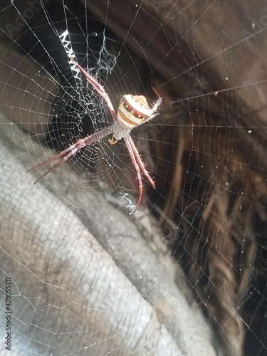spider on web