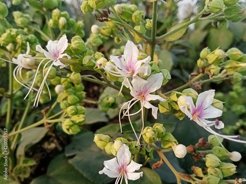 pink and white flowers