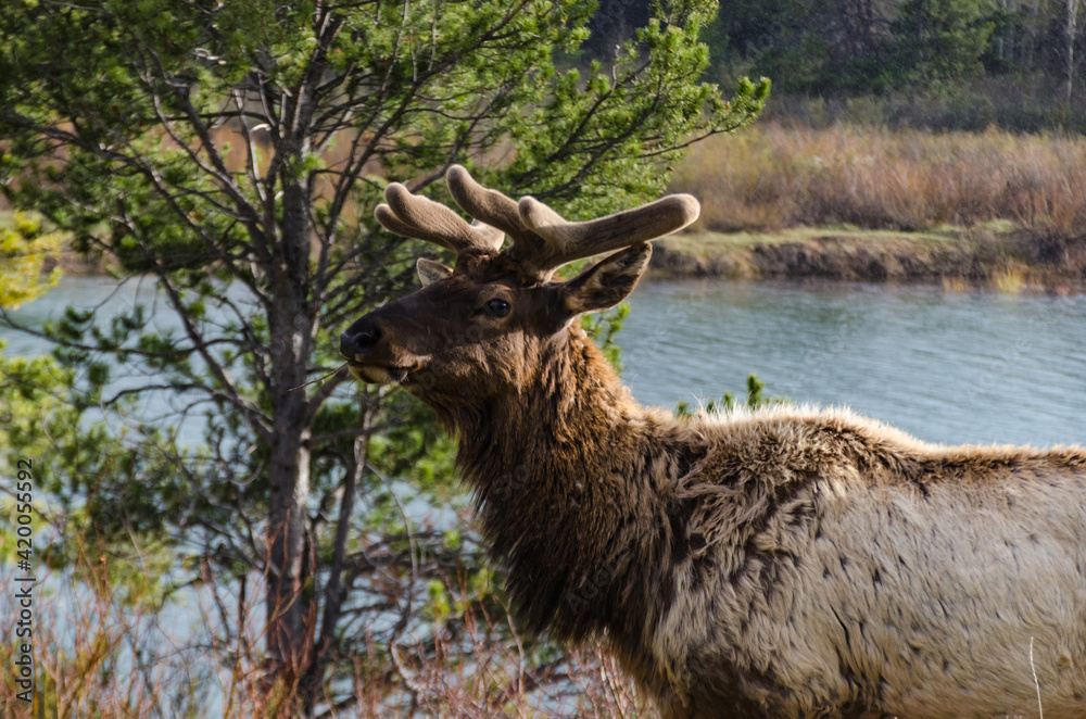 Bull Moose, a young animal eating green grass during a rain on the roadside, US Bull Moose, a young animal eating green grass during a rain on the roadside, US
