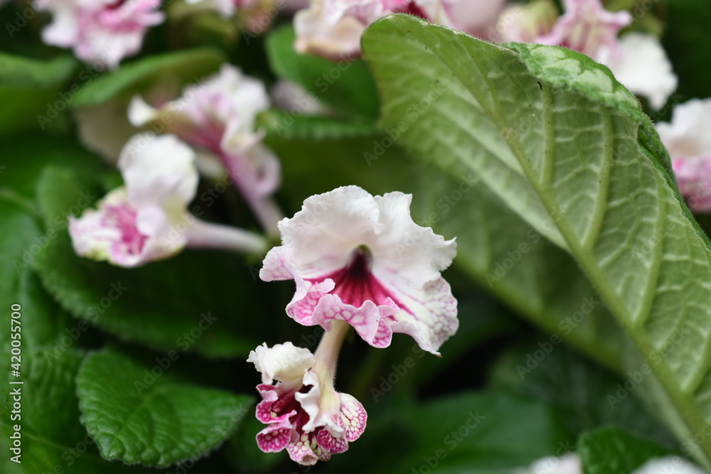 Fototapeta premium Drehfrucht