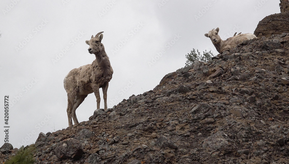 Bighorn Sheep (Ovis canadensis) are the rarest big game species in North Dakota. Bighorn Sheep (Ovis canadensis) are the rarest big game species in North Dakota.