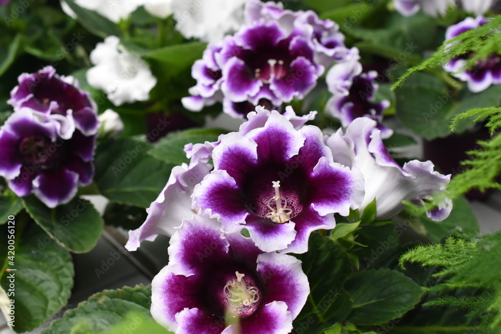 Obraz premium Gloxinie