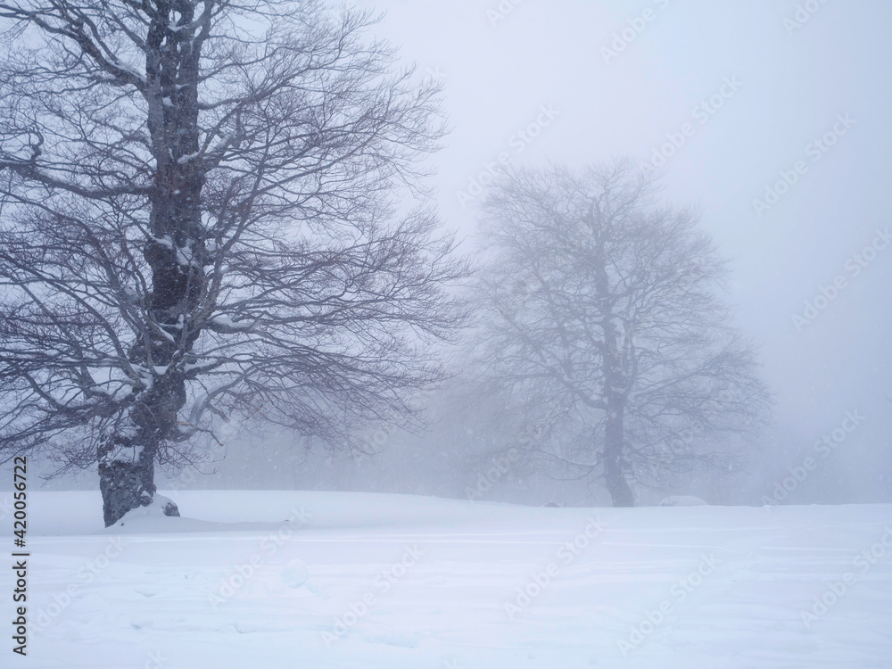 Fir trees covered with snow in a ski resort