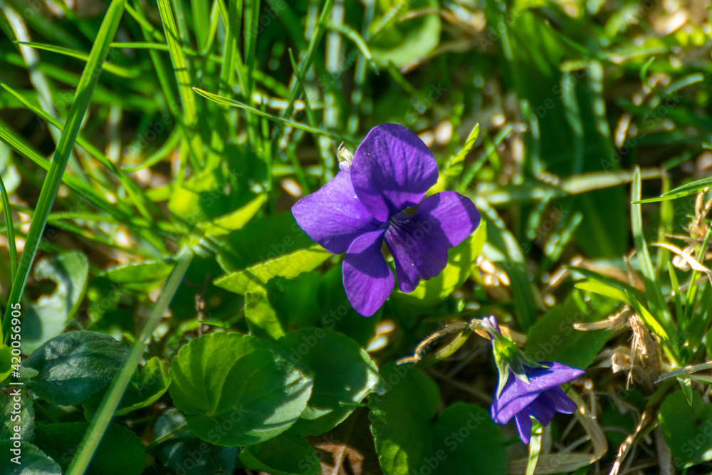 This flower is the sweet violet. Its scientific name is viola odorata. This flower is the sweet violet. Its scientific name is viola odorata.