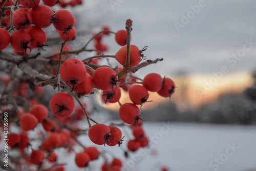 winter berries sunset in Bad Harzburg