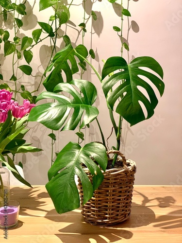 Monstera in basket
