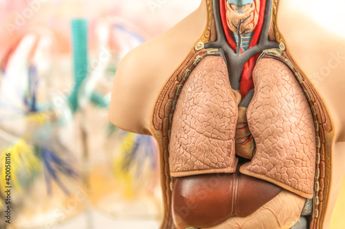 Focus on lungs with an anatomical model torso. Close-up of lungs