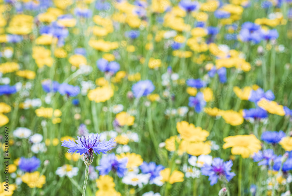 A riot of English Cotswold meadow flowers in full bloom including, Daisies, Thistles, Cornflowers ( Bachelors Buttons ).