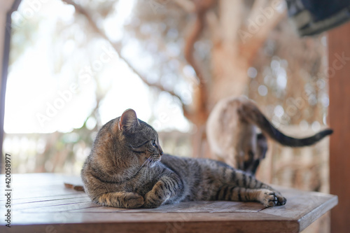 Fototapeta Naklejka Na Ścianę i Meble -  a gray tabby cat lying on a table in the garden.