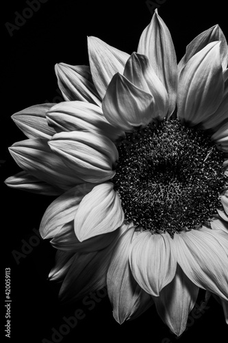 Kwiat słonecznika portret czarno-biały.