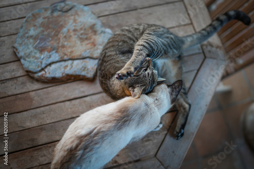 a gray tabby cat and a white cat play together on a table