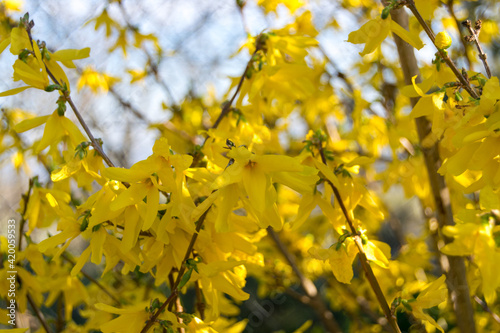 Yellow flowers. The plant is called Alabanian forsythia. Its Scientific name is Forsythia europaea.