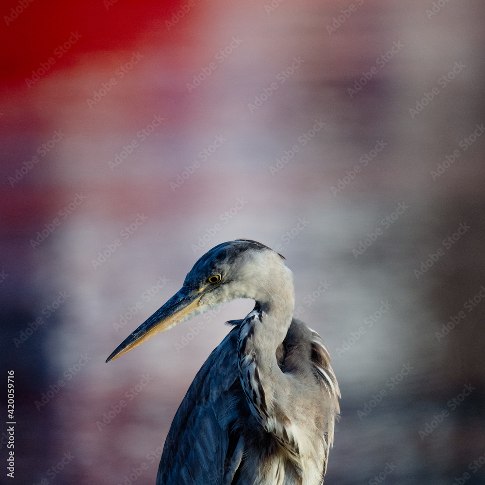 Fototapeta premium great blue heron