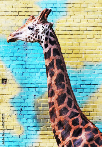 Photography giraffe
