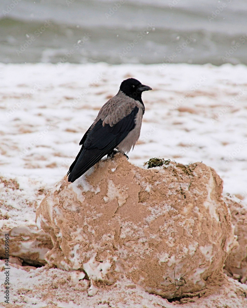 Obraz premium Nebelkrähen im Winter am Ostseestrand