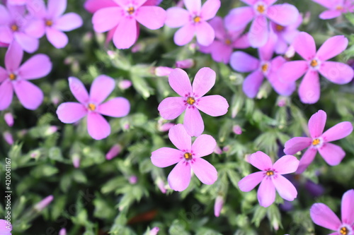 Teppich-Phlox photo