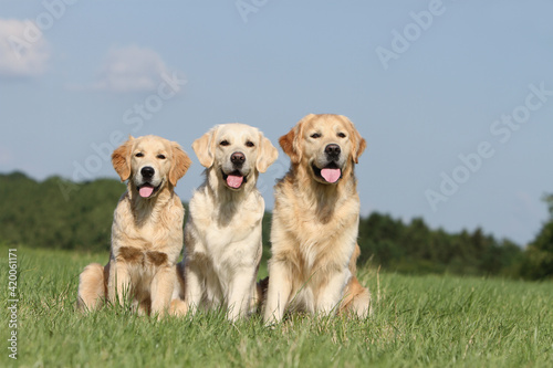 trois Golden retriever d'âge différents assis dans une prairie  photo