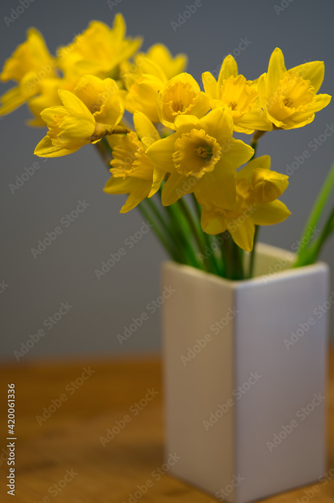 fresh daffodil or narcissus in a white vase with wooden background fresh daffodil or narcissus in a white vase with wooden background