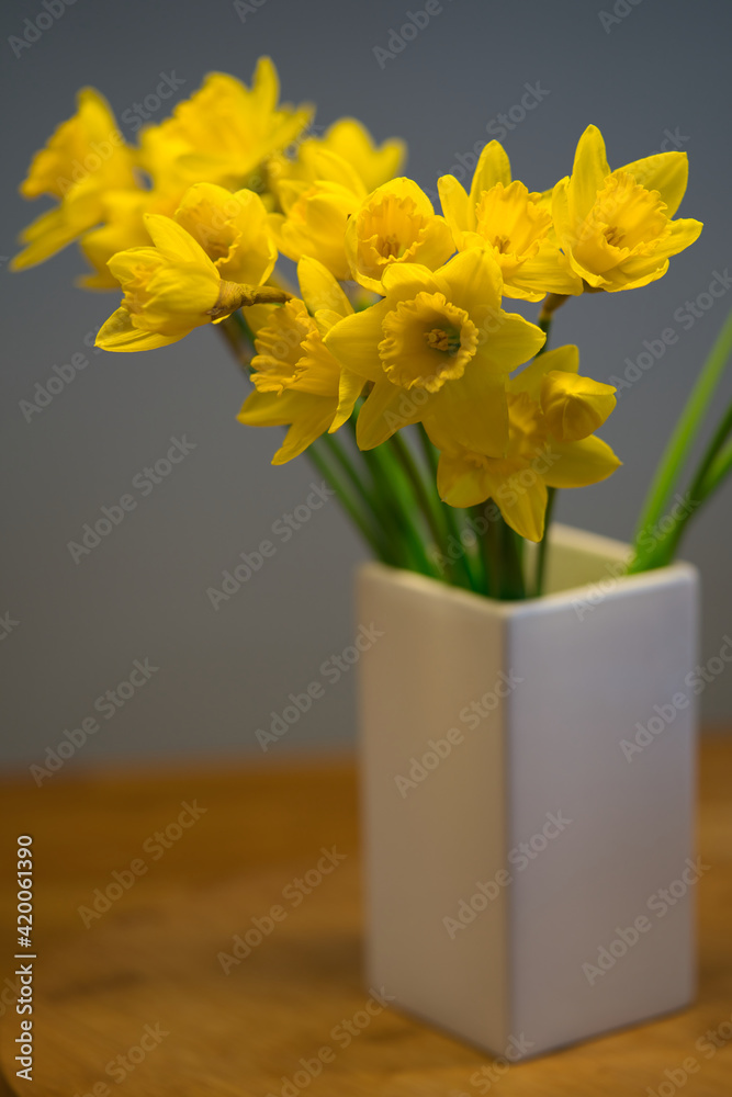 fresh daffodil or narcissus in a white vase with wooden background fresh daffodil or narcissus in a white vase with wooden background