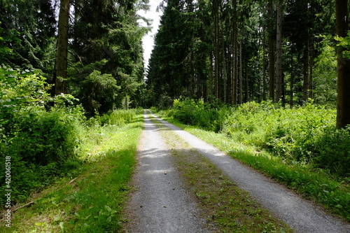 road in the forest © Benjamin
