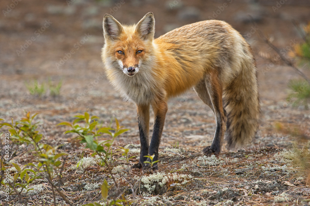 Red Fox