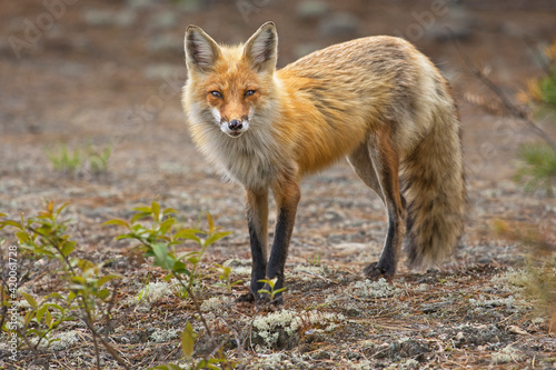 Red Fox © Nina