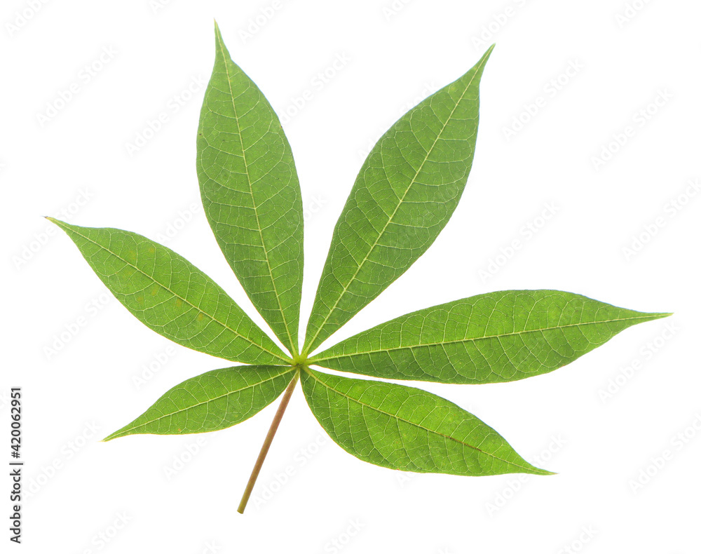 Abstract tropical green leaves isolated on white background with clipping path. Abstract tropical green leaves isolated on white background with clipping path.